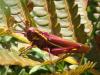 Stethophyma lineatum